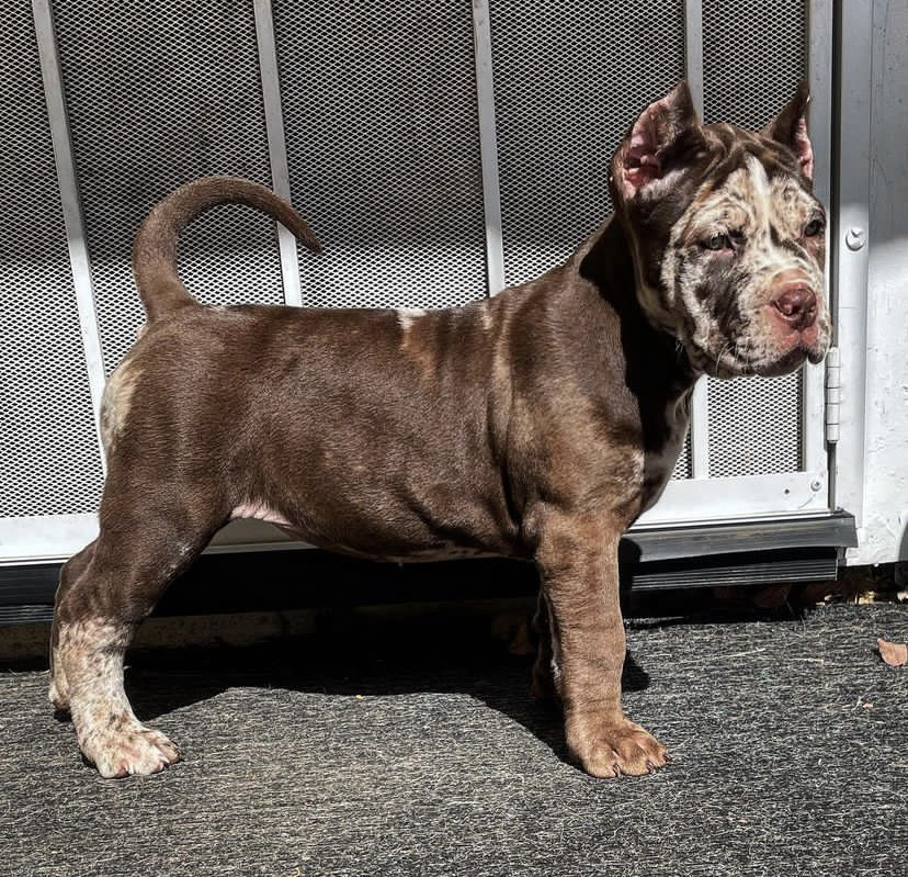 king cane corso dogs/cane corso puppies for sale michigan